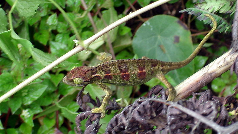 Chamäleon im Regenwald von Uganda (c) Albert Backer Chamäleon im Regenwald von Uganda (c) Albert Backer